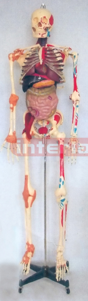 168 CM TALL ADVANCED HEALTH HUMAN SKELETAL MODEL WITH ORGANS.